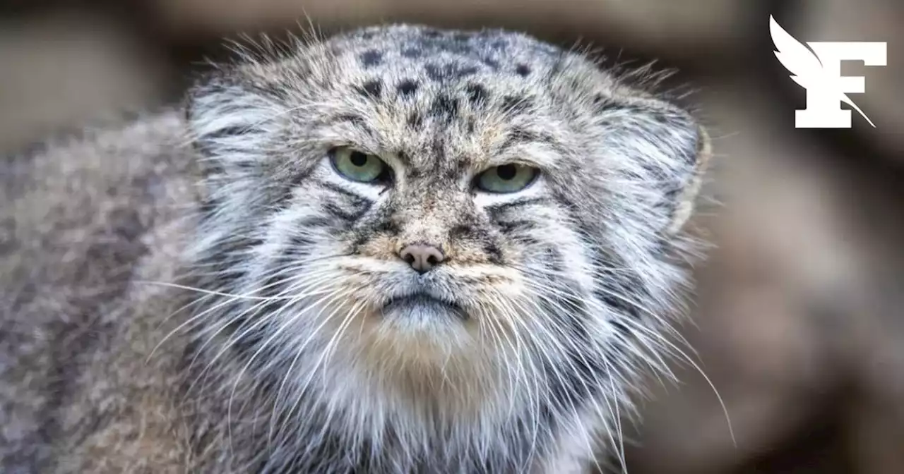 Deux chats d'une espèce rare découverts sur le mont Everest