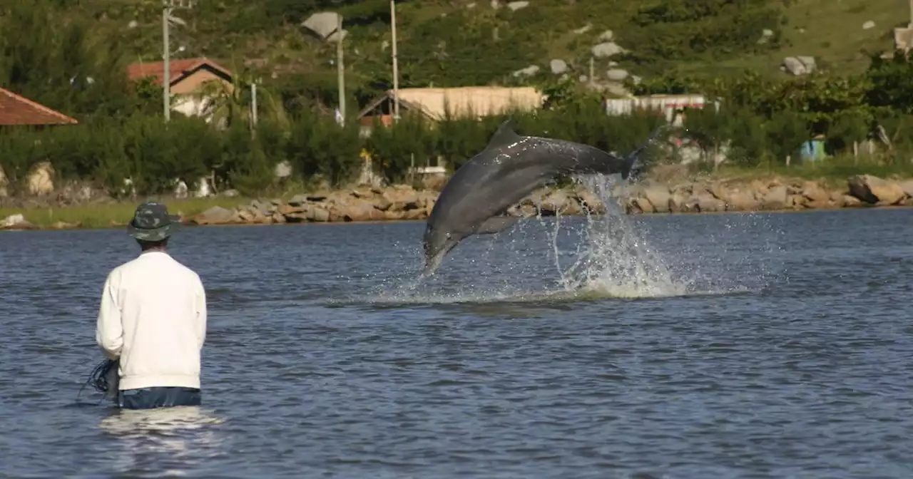 Quand les hommes pêchent avec les dauphins