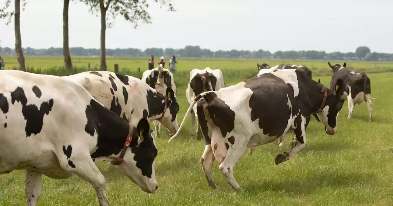 Une carcasse de vache atteinte de la « maladie de la vache folle » retrouvée au Pays-Bas