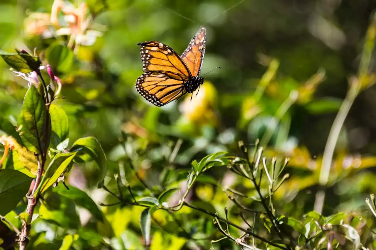 On brink of extinction, monarch numbers increase for second year