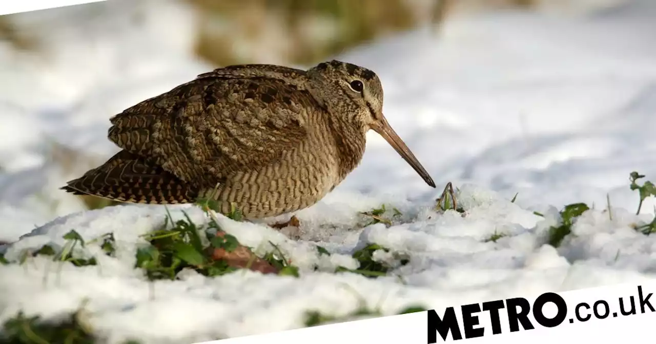 Bird charity banned from Twitter for repeatedly posting woodcock photos