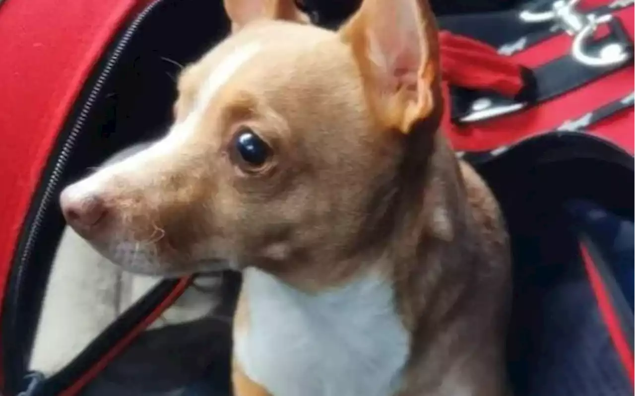 Roban perrito de un auto en Pachuca, MP no investiga