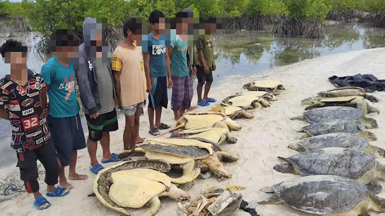 BARMM execs call for end of sea turtle poaching in Sulu Archipelago