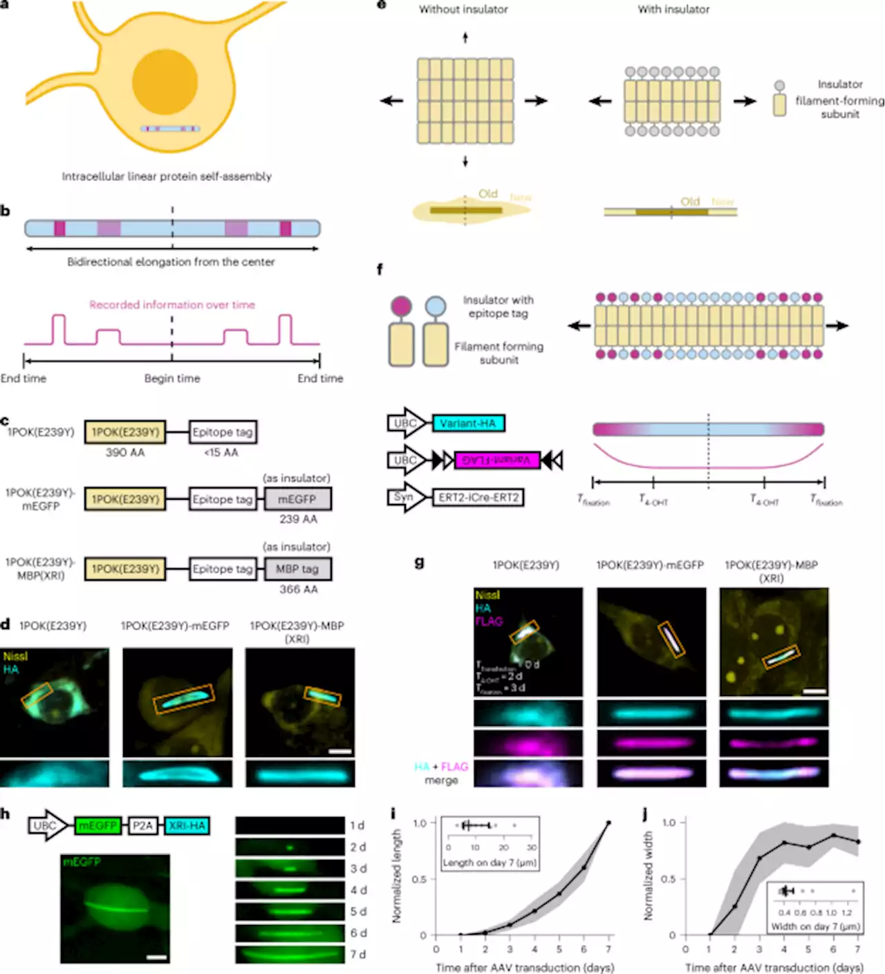 Recording of cellular physiological histories along optically readable self-assembling protein chains - Nature Biotechnology