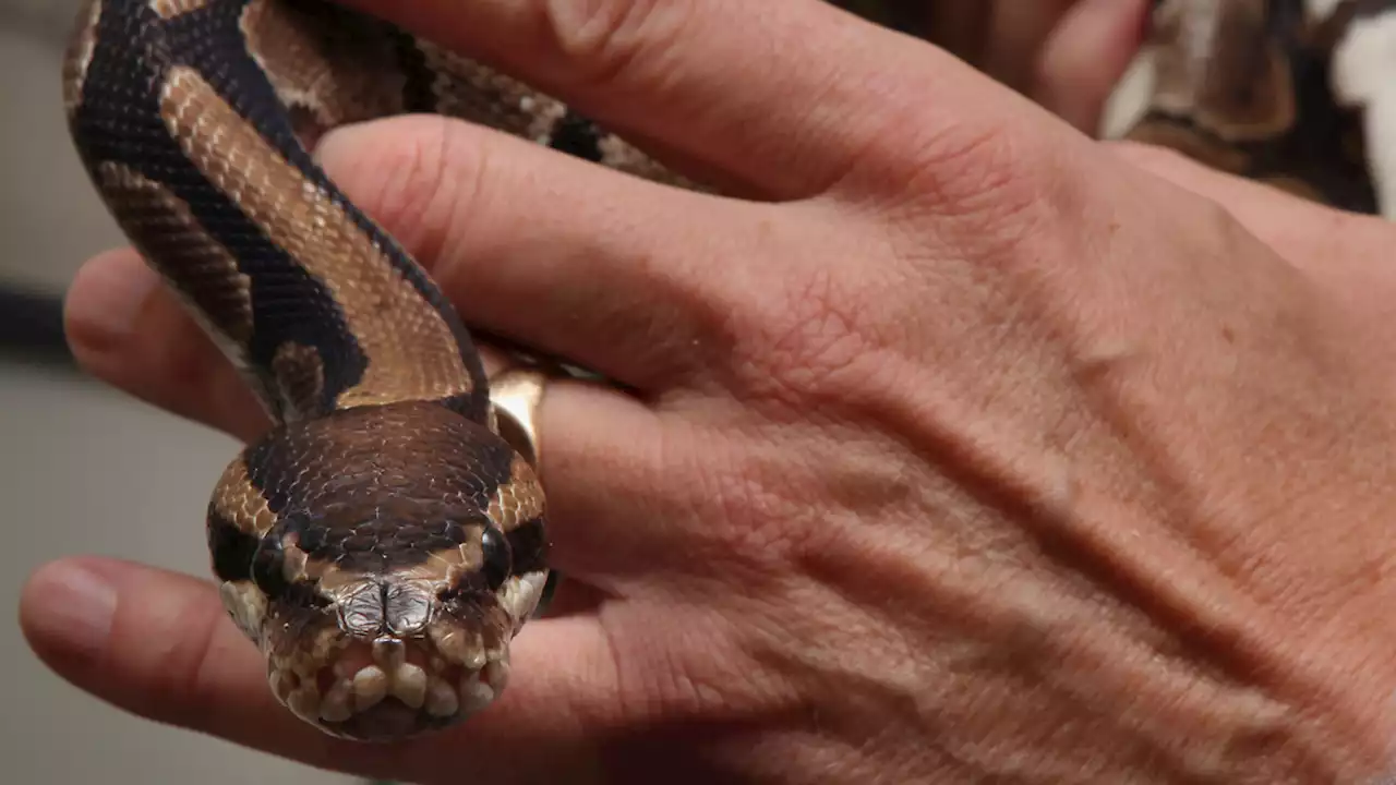 Florida Man Bit Head Off Pet Python During Domestic Dispute: Police