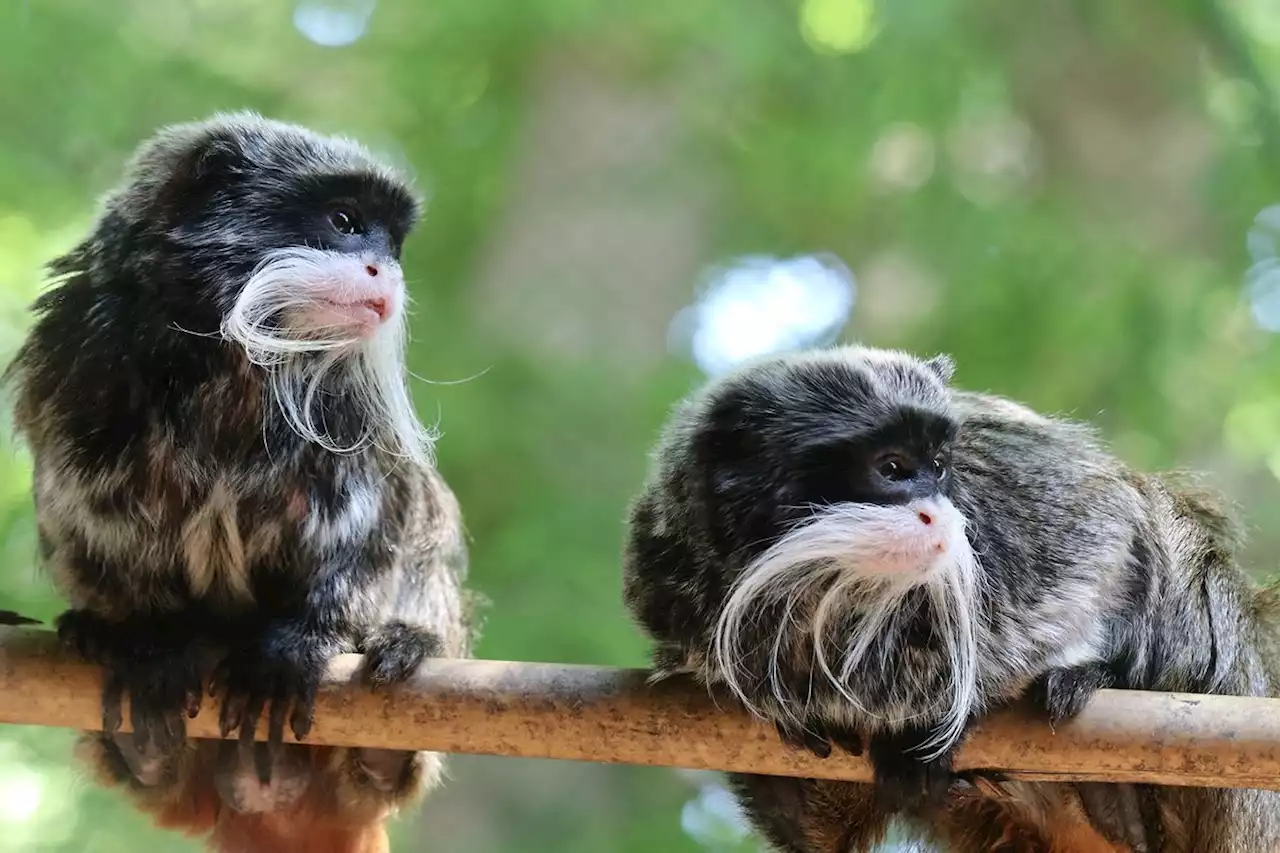 Missing Dallas Zoo Monkeys Found in Nearby Home