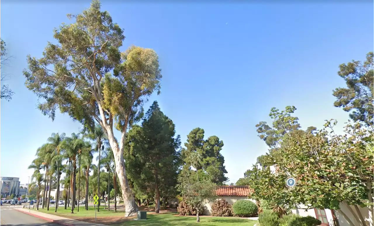 Last Week's Winter Storm Not Done Killing Massive Trees in San Diego's Balboa Park