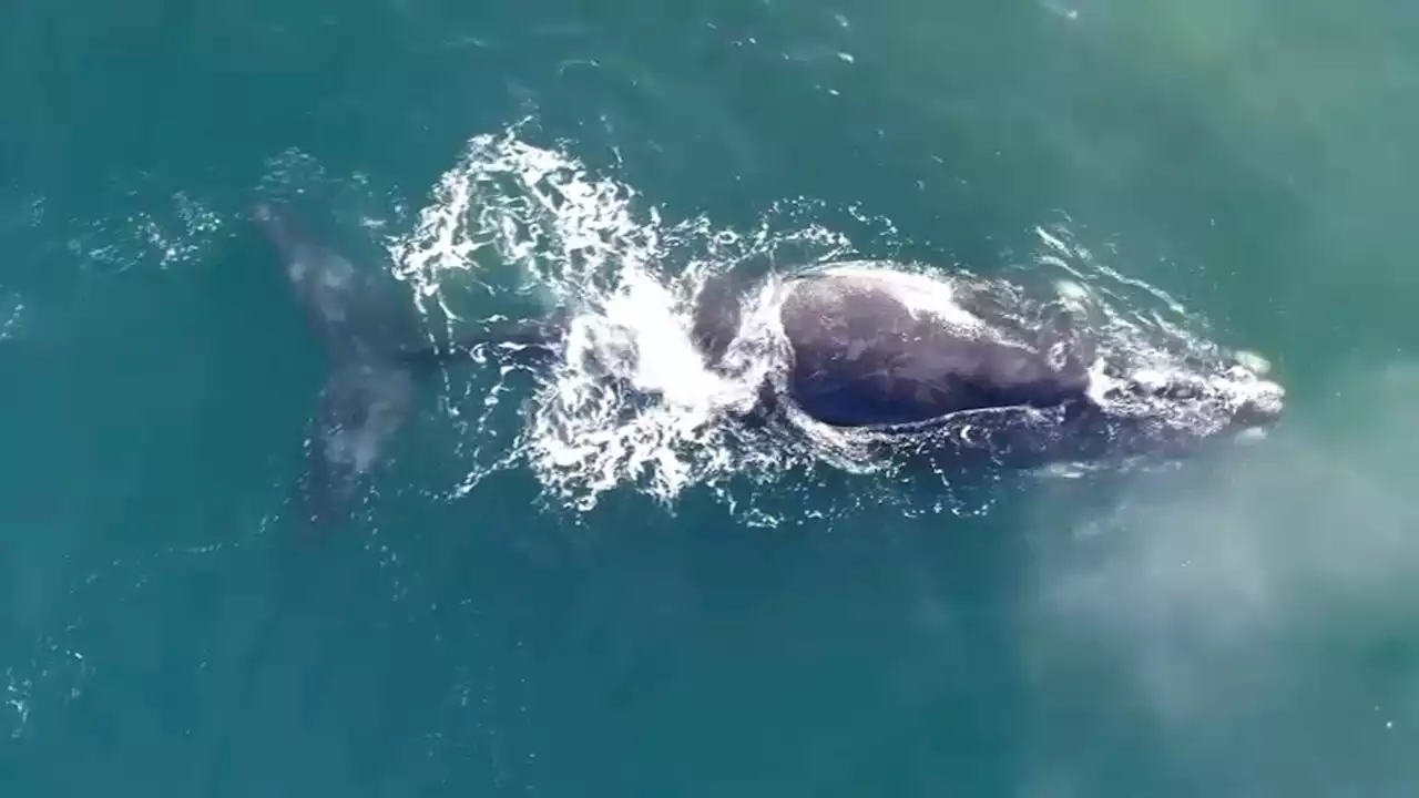 Fishing Restricted Off Mass. to Protect Right Whales