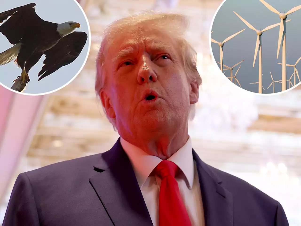 Fact Check: Trump claims wind turbines kill 'thousands' of bald eagles