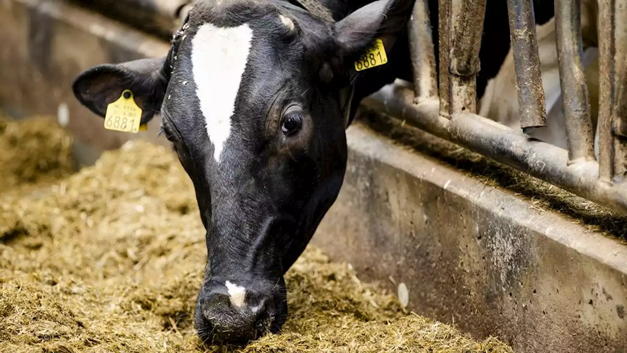 Gekkekoeienziekte aangetroffen bij koe op Nederlandse boerderij