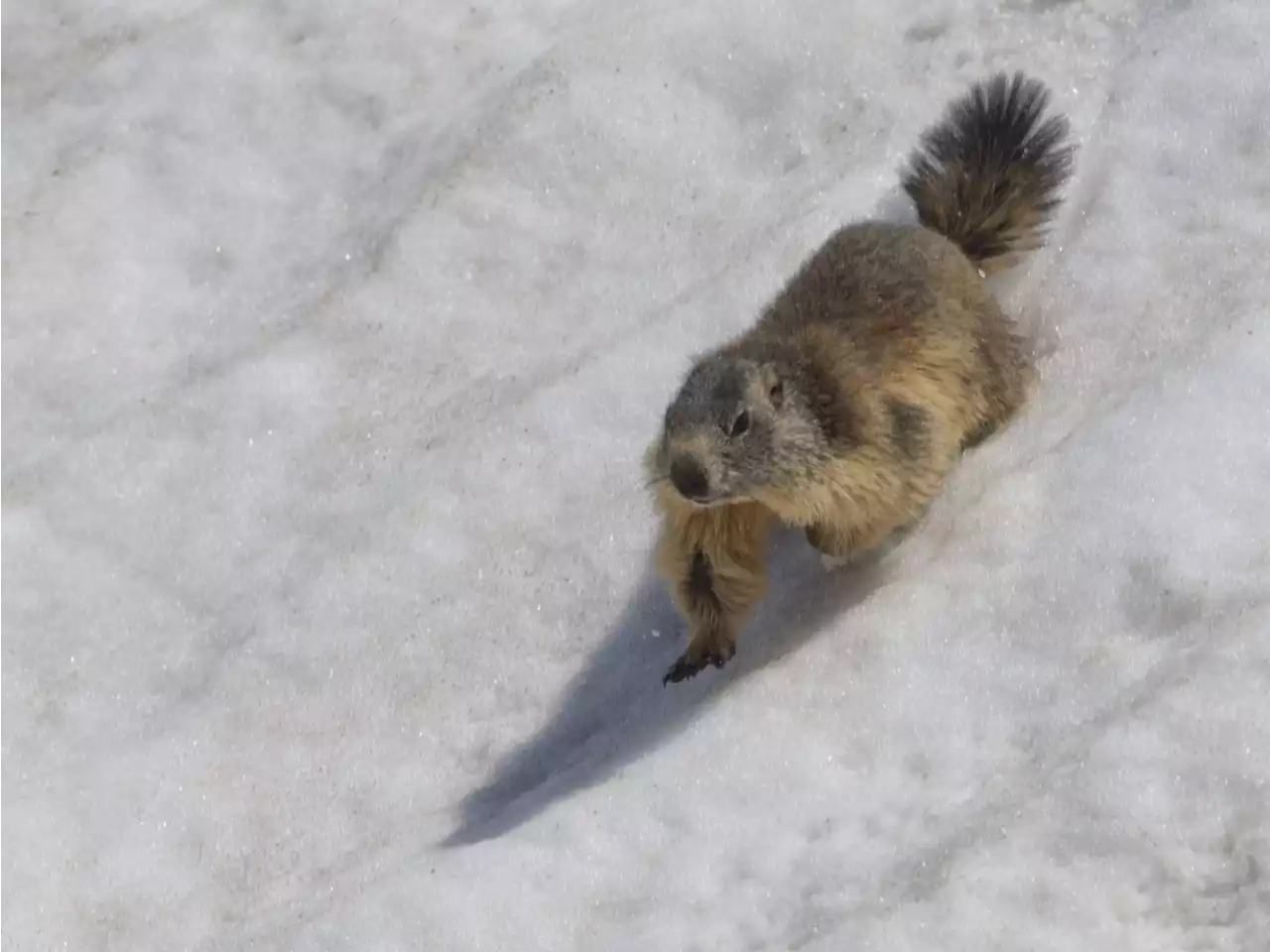 Don't hold your breath waiting for the groundhog to give us a winter break this year