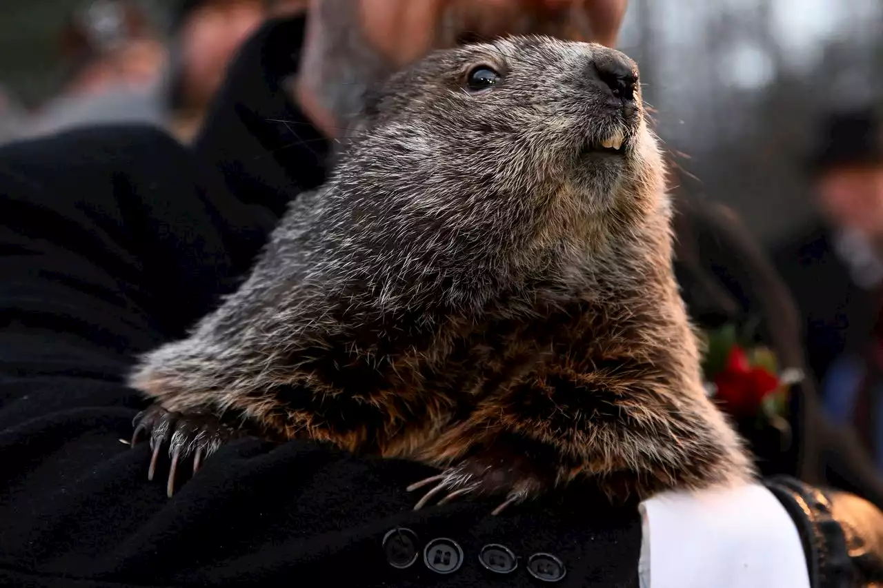 Gov. Shapiro to join Punxsutawney Phil for Groundhog Day celebrations