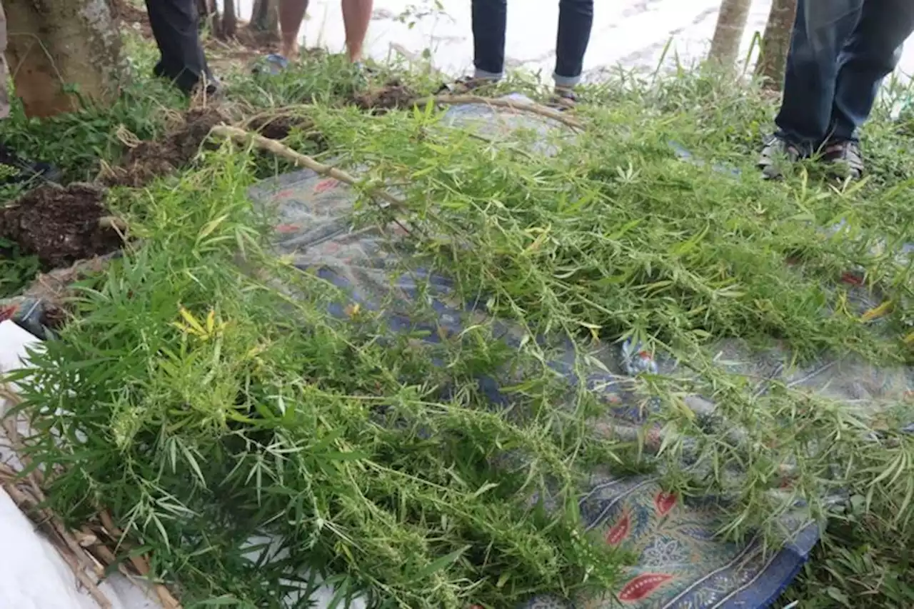 Pengelola Sebut Ladang Ganja di Luar Kawasan Wisata Cangkuang Garut: Lokasinya Memang Sangat Berdekatan - Pikiran-Rakyat.com