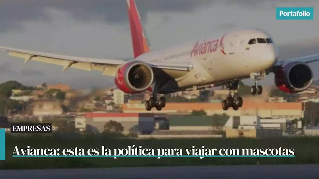 Avianca: esta es la política para viajar con mascotas desde febrero