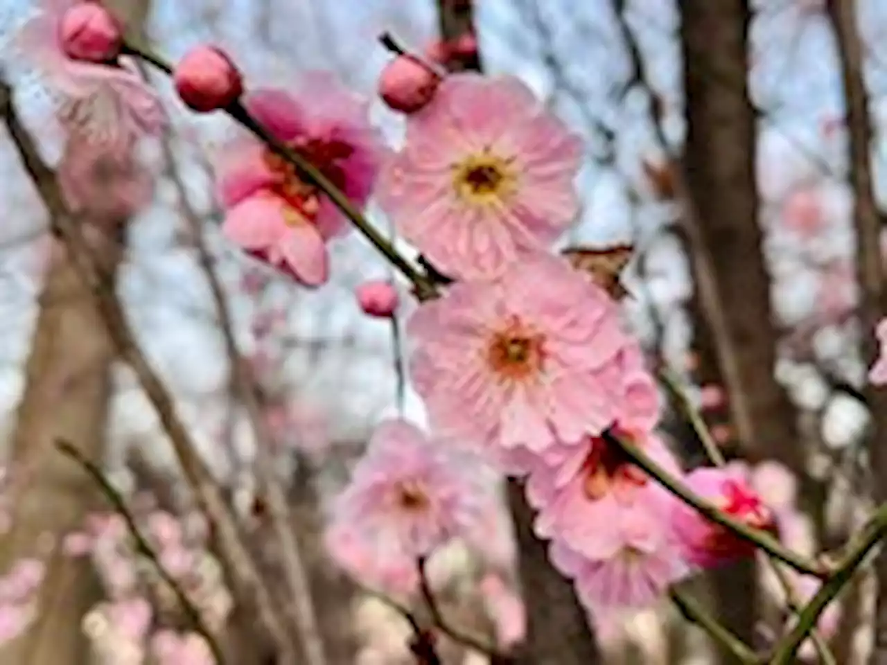 After D.C.’s warmest January in 73 years, we predict a very mild February, too