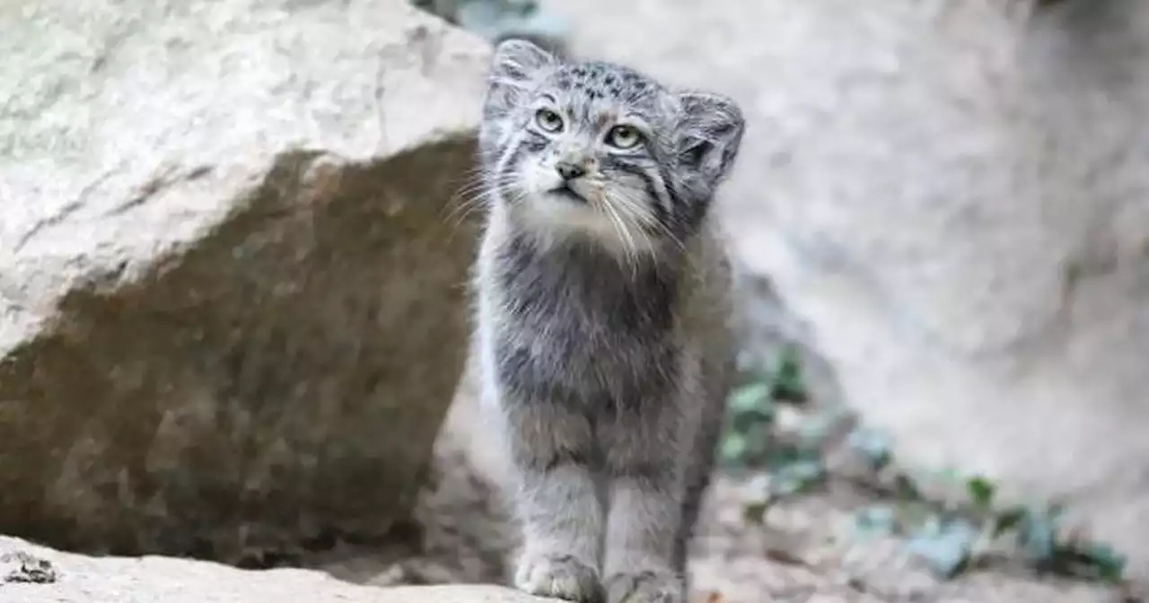 Conoce al Manul, el primo salvaje más parecido al gato doméstico