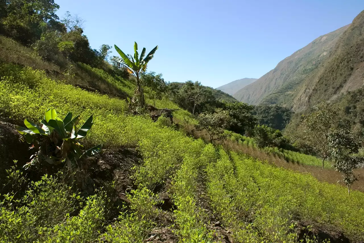 Gobierno cambiará política de drogas: despenalizaría cultivos de coca medianos y pequeños - Pulzo