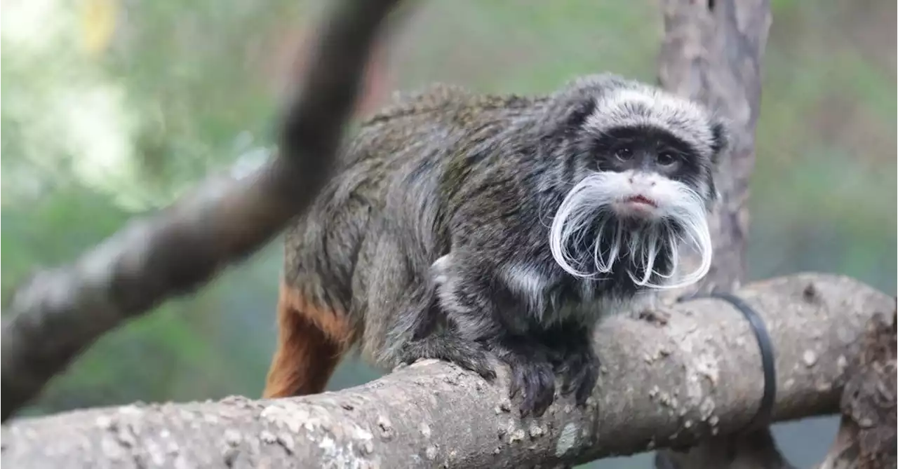 Two monkeys at Dallas Zoo believed stolen after habitat compromised