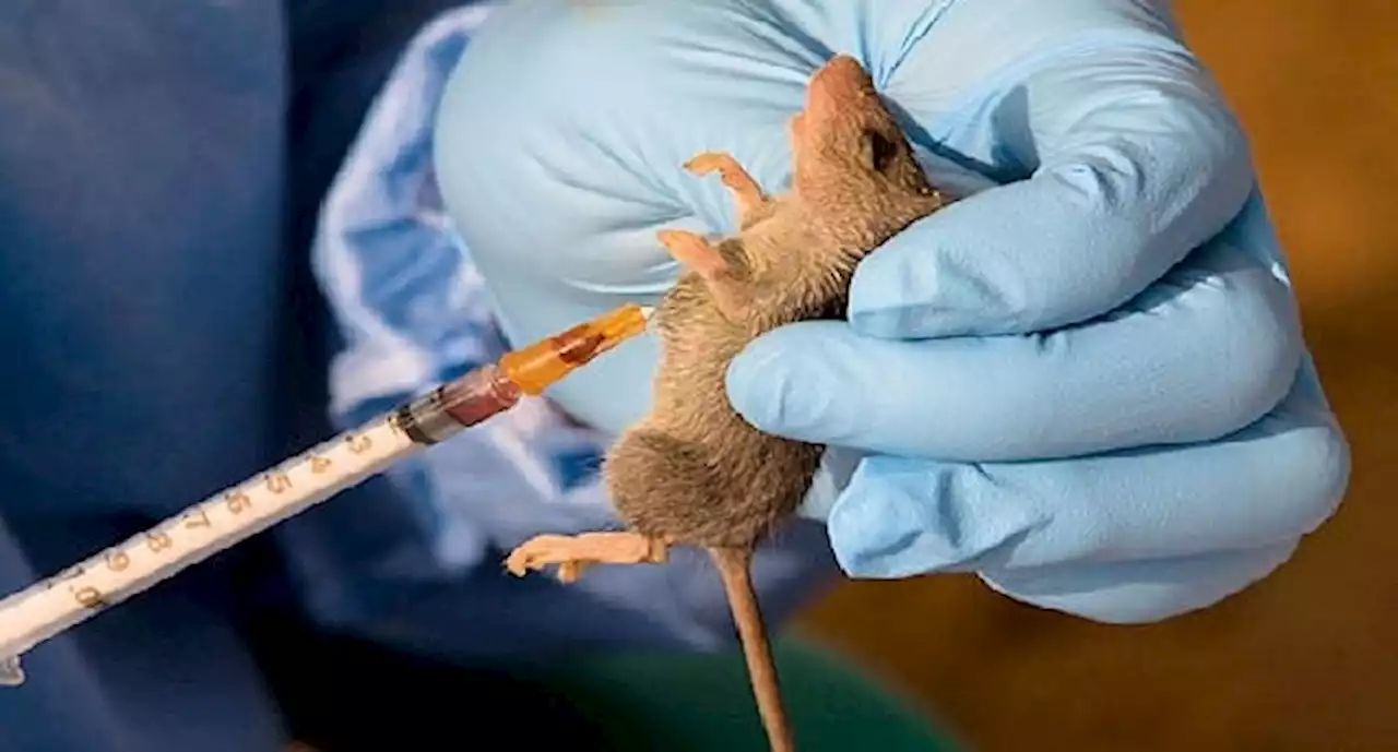 Edo Confirms 132 Cases Of Lassa Fever, Death Toll Rises To 16 | Sahara Reporters