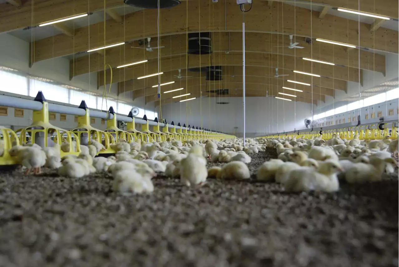 Bell sucht Pouletmäster: Auch kleinere Hallen möglich - Schweizer Bauer