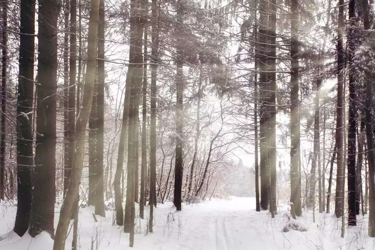 Harvest time for Bonfield’s red pine means cash for municipality