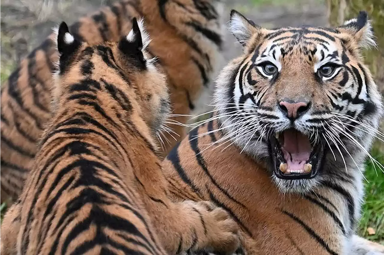 Hunt on for tiger in Indonesia after second attack on humans in days