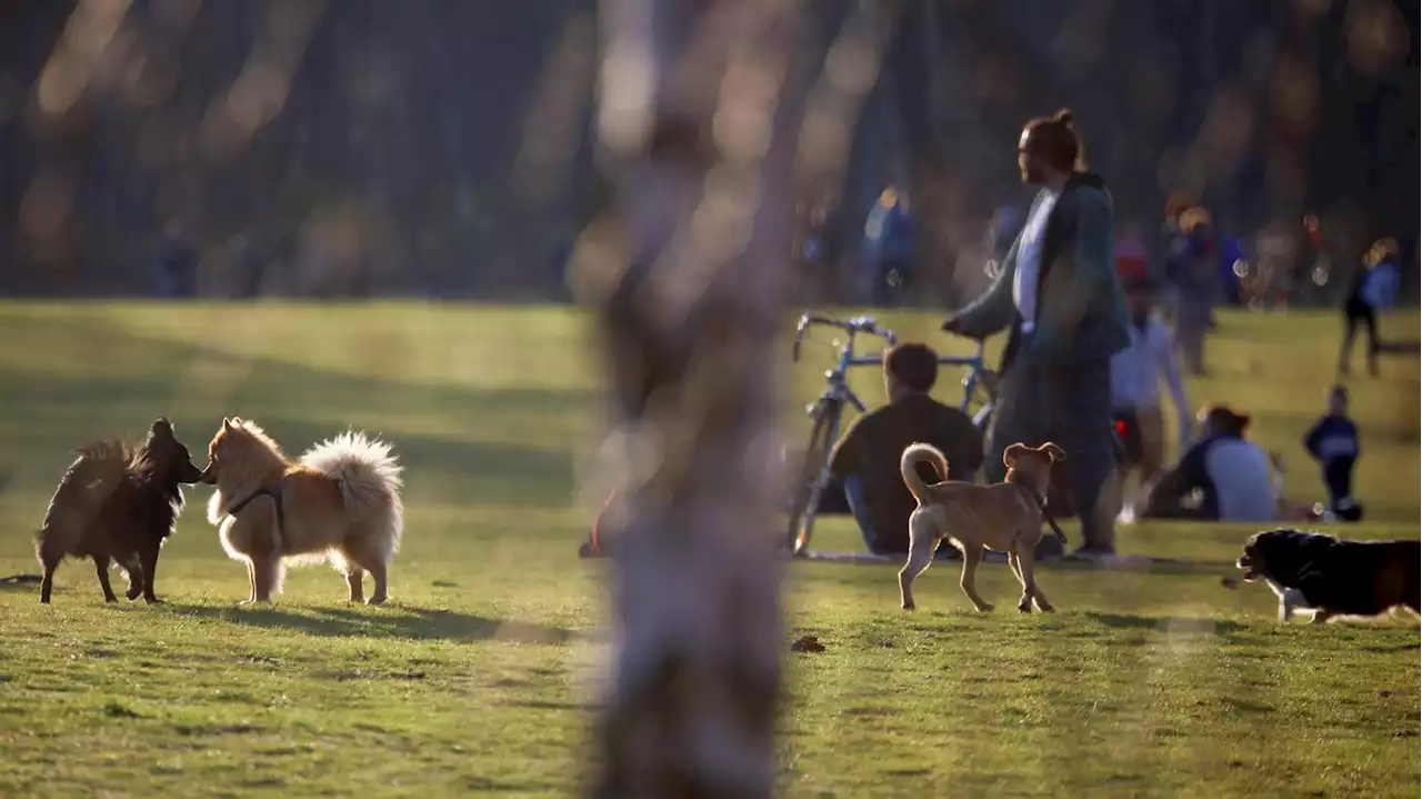 Zu viele Hunde ohne Leine: Berlin-Pankow plant „Gassi-Zonen“ in Parks