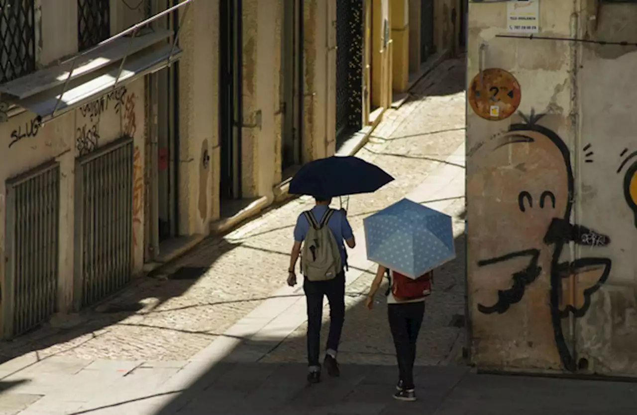 Planting more trees in cities could reduce deaths from intense summer heat, study finds