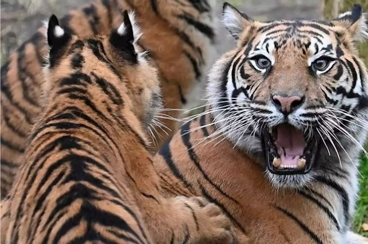 Hunt on for tiger in Indonesia after second attack on humans