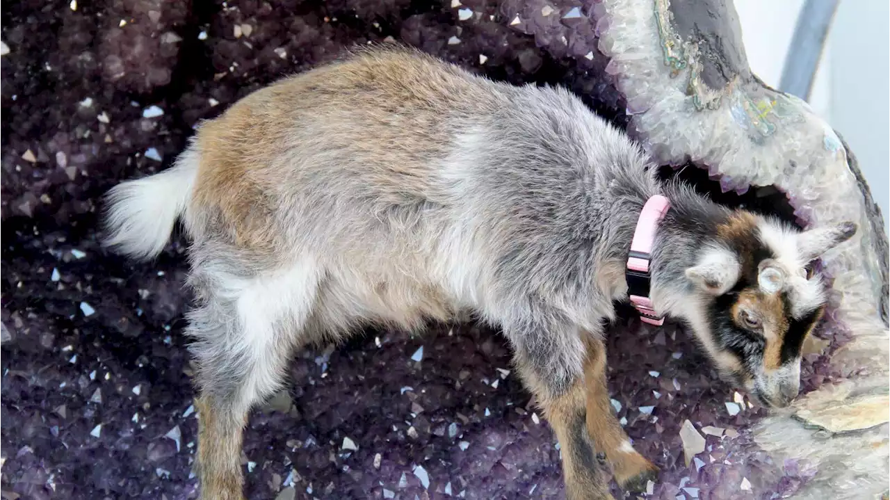 Photos: There are baby goats at this Tucson gem show