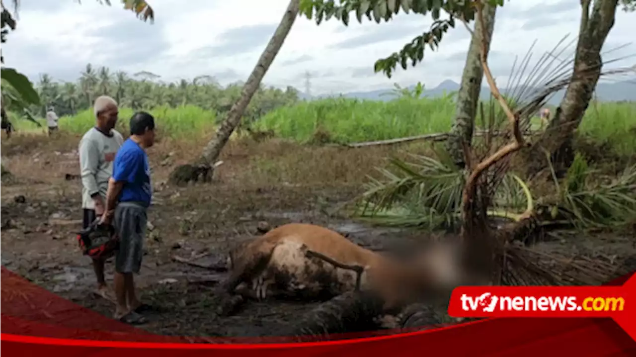 Hujan Deras dan Angin Kencang sejak Sore, Seekor Sapi Ditemukan Mati Tertimpa Pohon