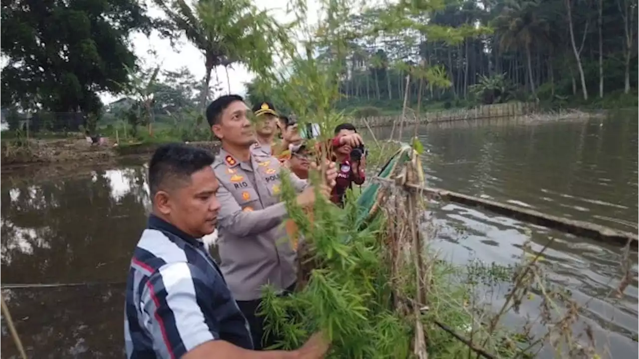 Juru Kunci Makam Keramat Situ Cangkuang Ditangkap Lantaran Tanam Ganja