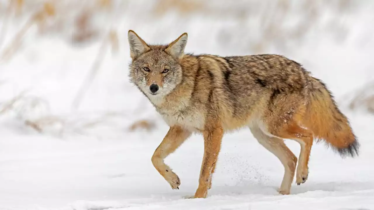 Coyotes in Idaho chasing skiers, 1 woman bitten: Officials