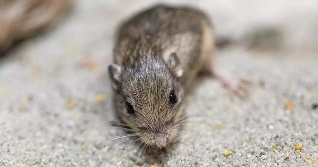 Mouse born at San Diego Zoo Safari Park wins Guinness award for longevity