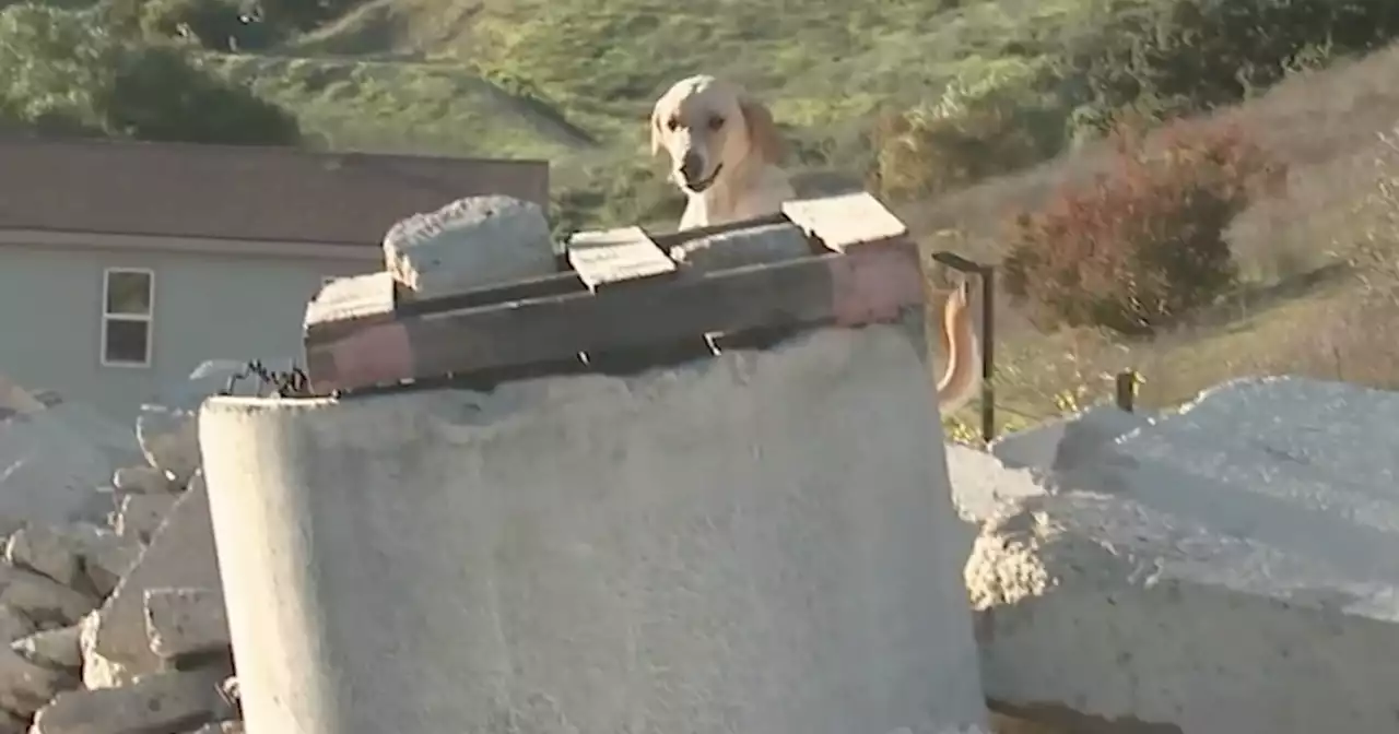 Search dogs from LA head overseas to assist in Turkey-Syria earthquake disaster