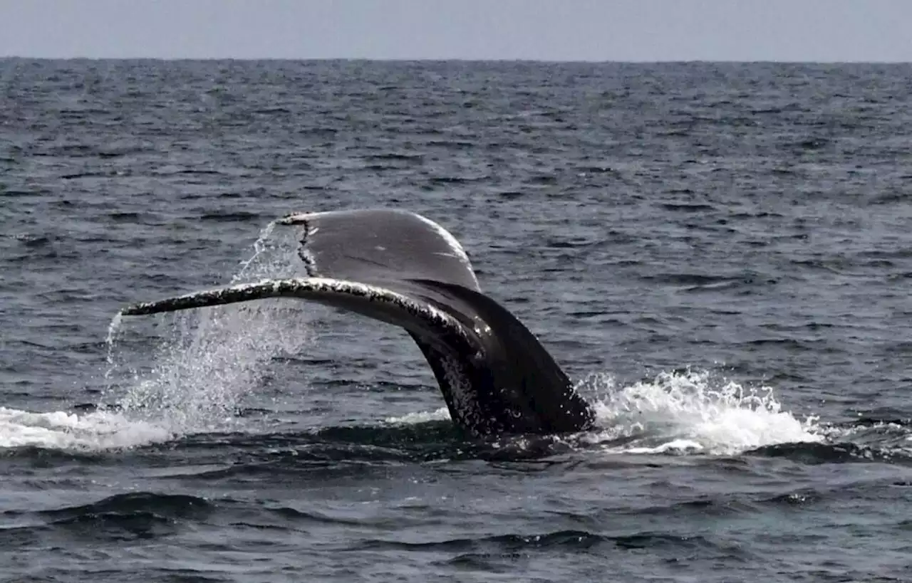 Près de Saint-Malo, une baleine piégée derrière le barrage de la Rance