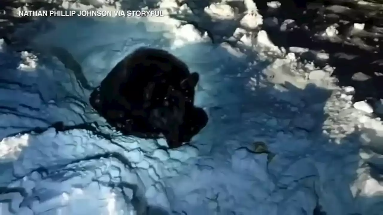 Man helps save black bear stuck in deep snow, waits overnight with animal for rescuers | VIDEO