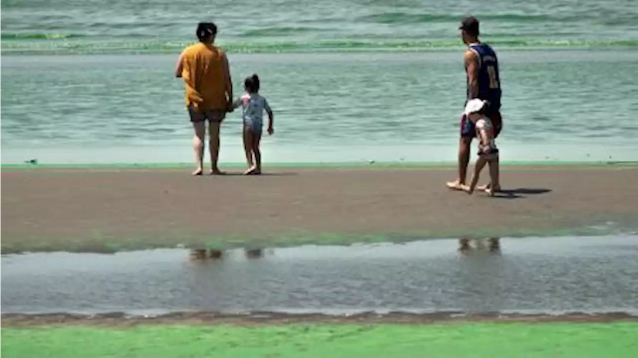 'El 40% de las cianobacterias tienen toxinas y no hay que ingerir agua, ni peces'