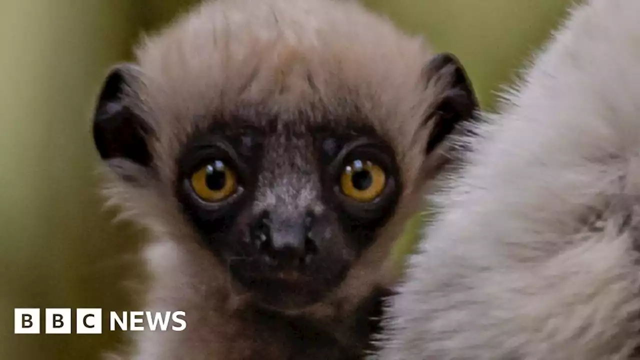 Dancing lemur: Chester Zoo celebrates Coquerel's sifaka birth