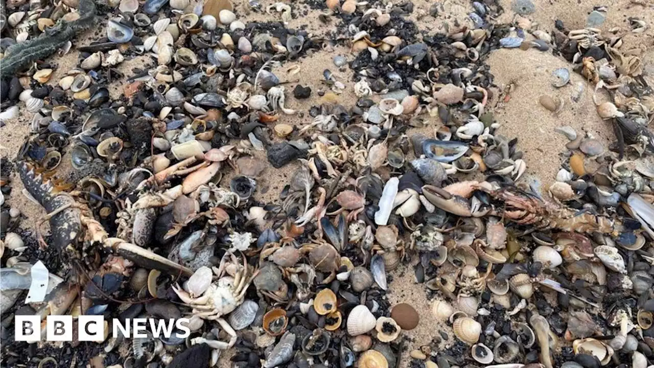 Shellfish deaths: Minister rejects call for further probe