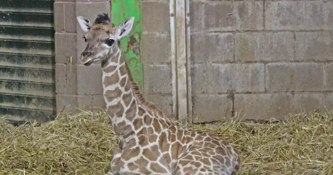 Belfast Zoo celebrates birth of baby giraffe