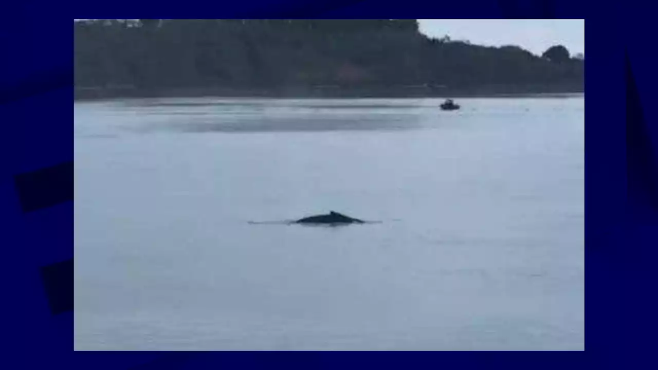 Bretagne: la baleine coincée dans la Rance a trouvé la sortie et est en route vers le large