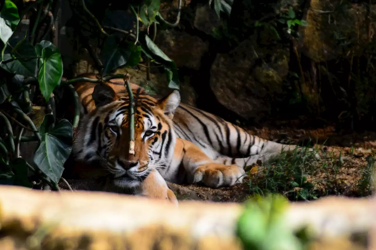 Polémica por tigre que escapó de Hacienda Nápoles: personal del parque lo mató