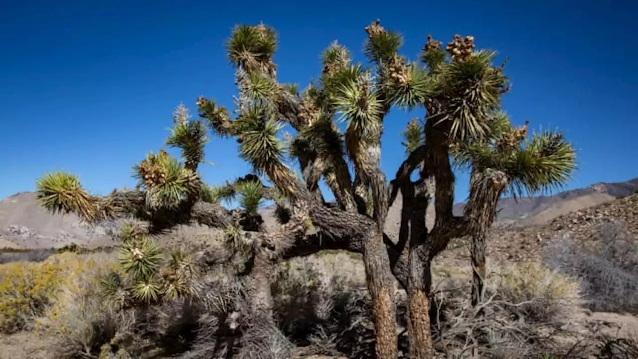 Newsom unveils bill to protect California's climate-threatened Joshua tree