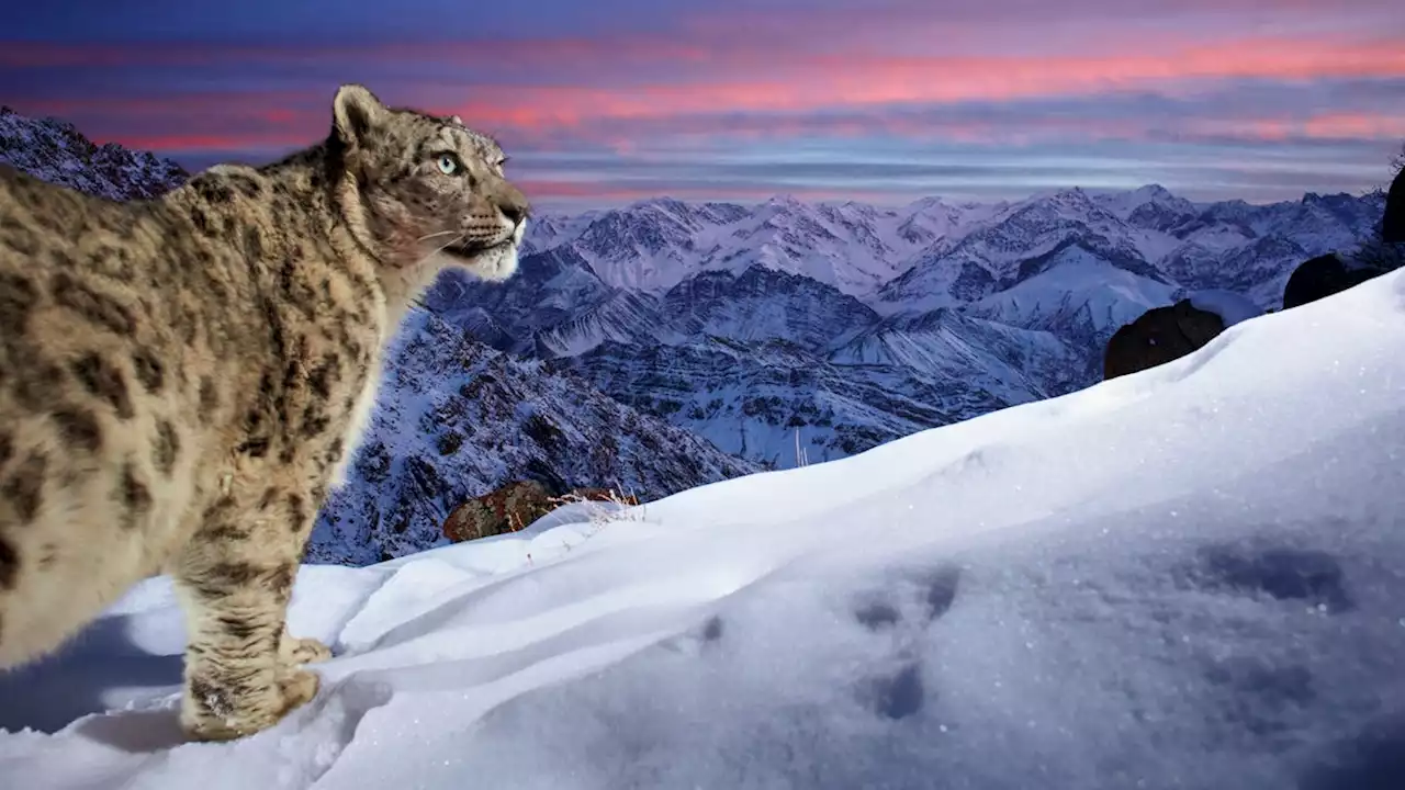 Award-winning photographer took ‘dream’ image of a leopard at sunset: See the stunning finalists