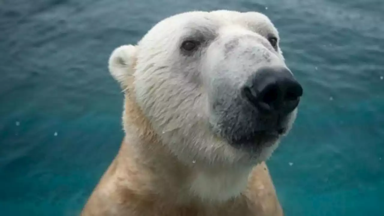 Welcome back! Lee, 23-year-old male polar bear, returns to Columbus