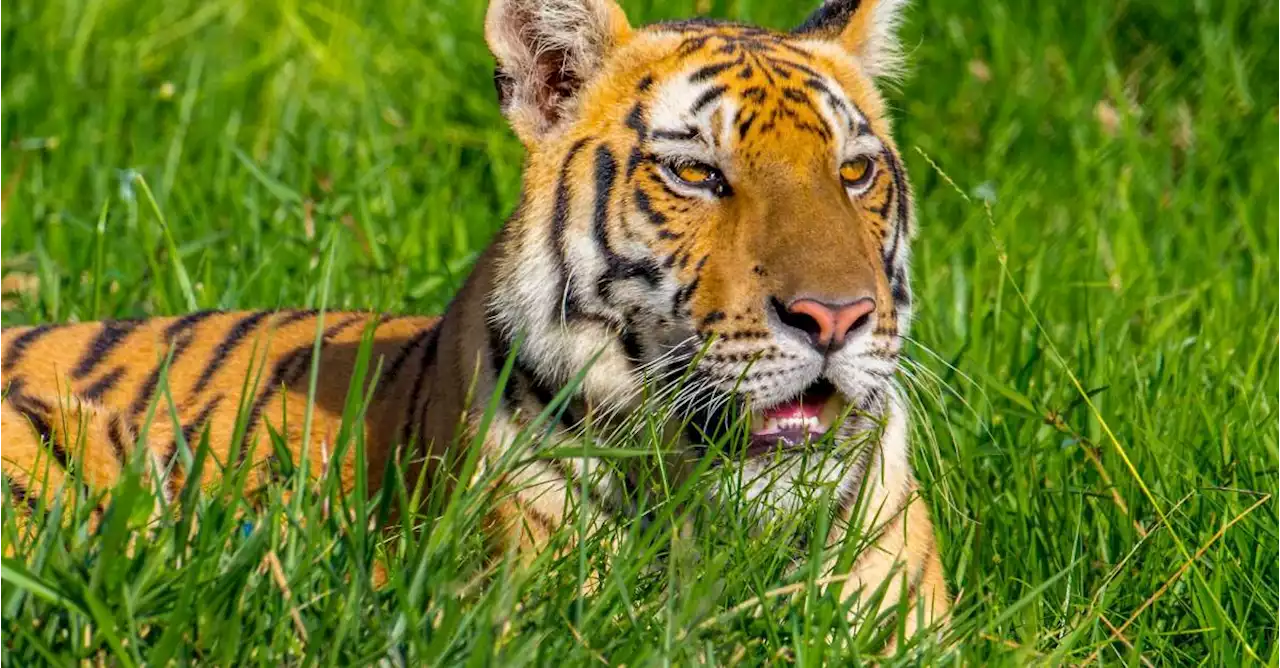 Tigre que se fugó de la Hacienda Nápoles tuvo que ser sacrificado