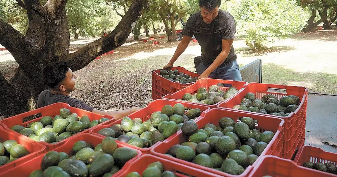 Michoacán proyecta exportar 130,000 toneladas de aguacate por el Super Bowl