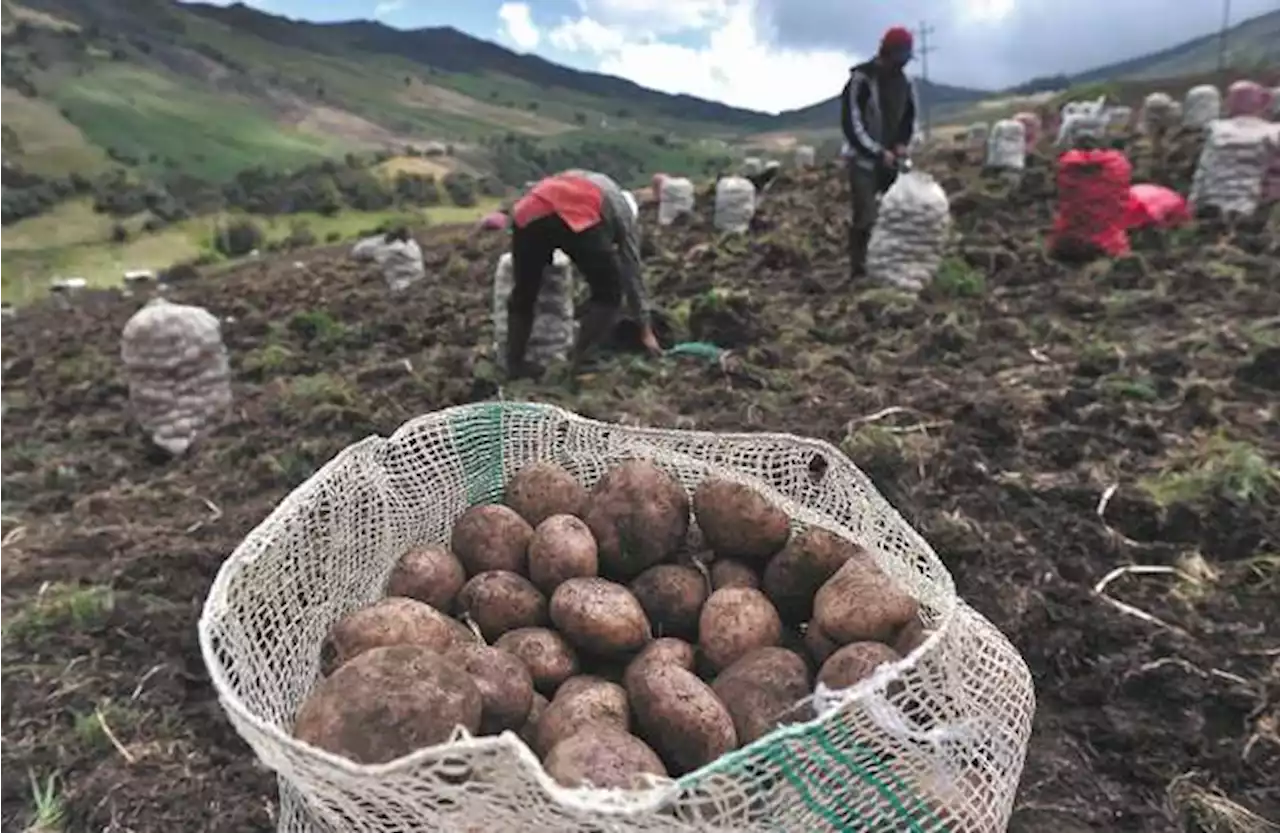 Así van los precios de los alimentos a un mes del derrumbe en Rosas (Cauca)