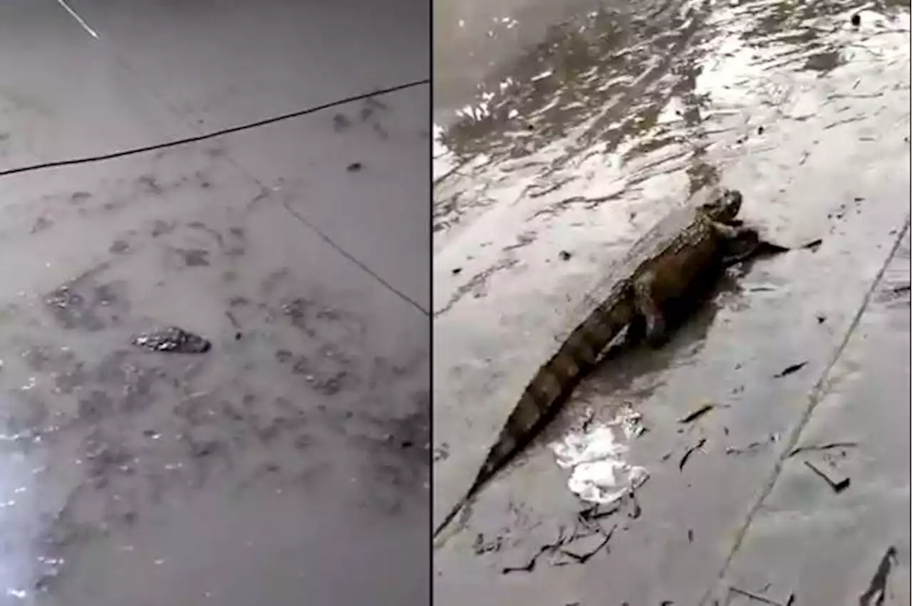 (VIDEOS) Caimanes aparecen en las calles de Río de Janeiro tras fuertes lluvias